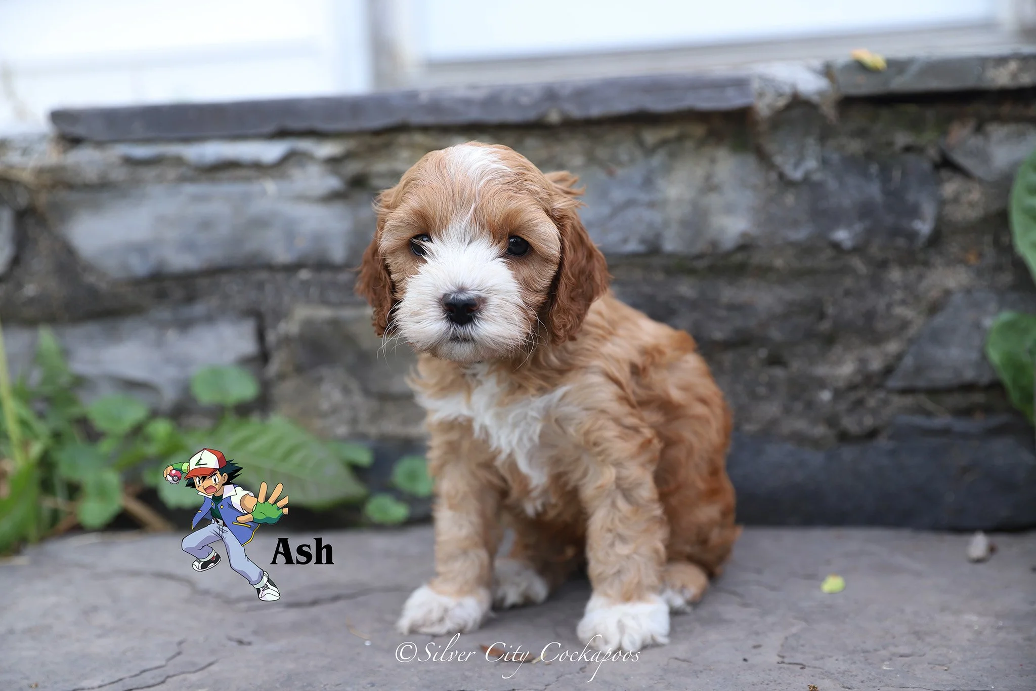 Eevee White Boy 5W '26.jpg