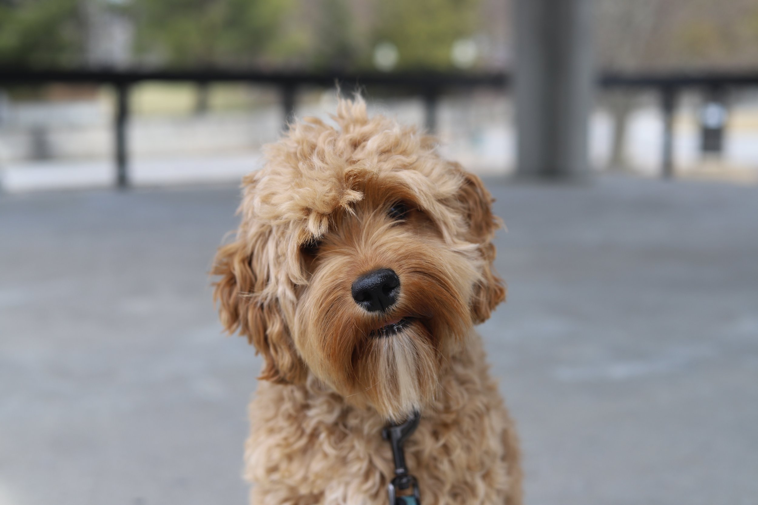 Red Cockapoo face
