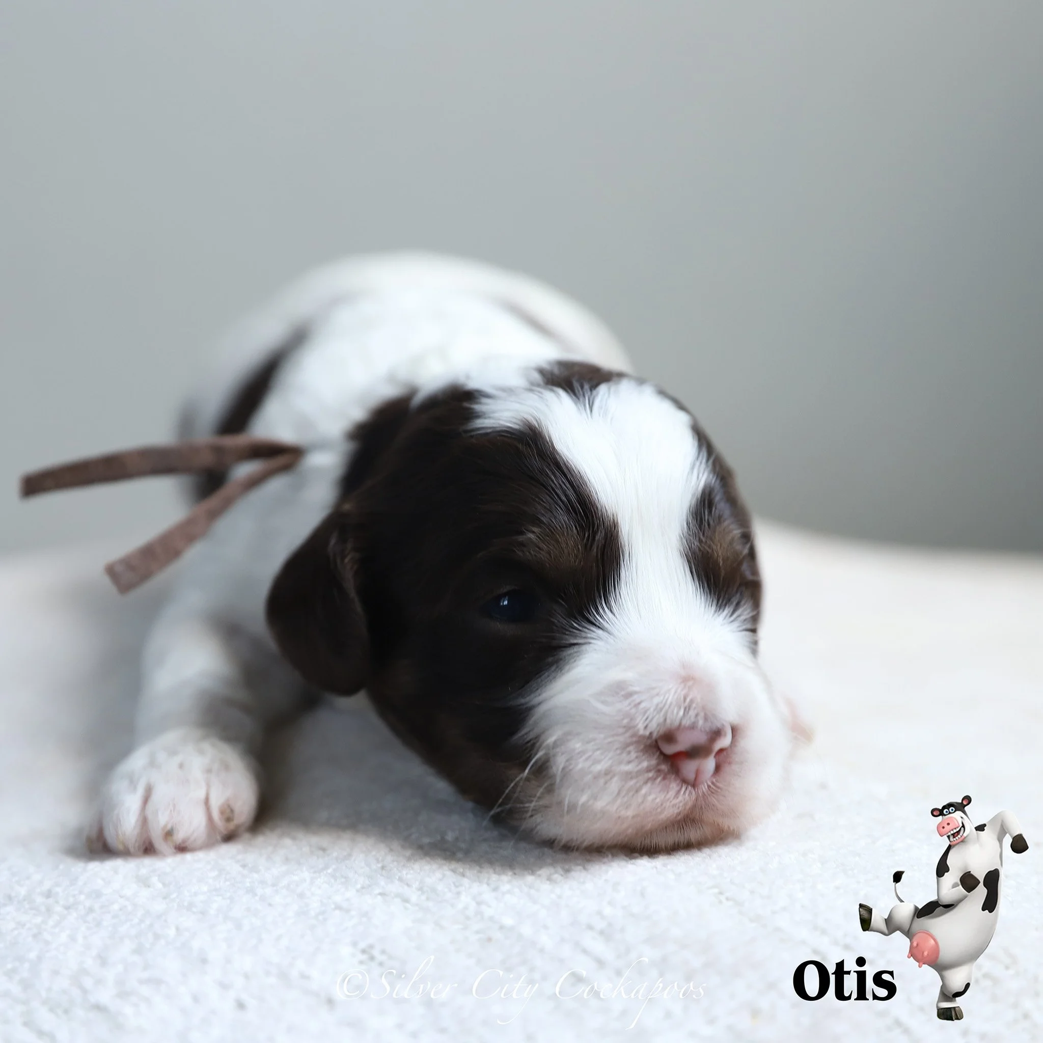Chocolate Tri Male