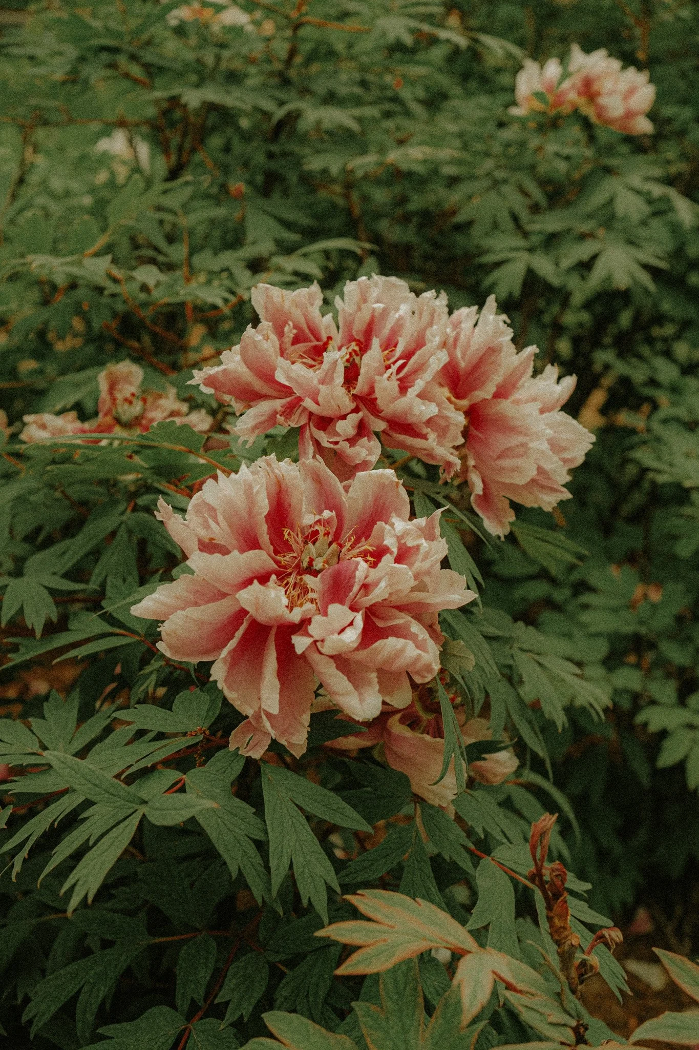 DSCF1660.jpg