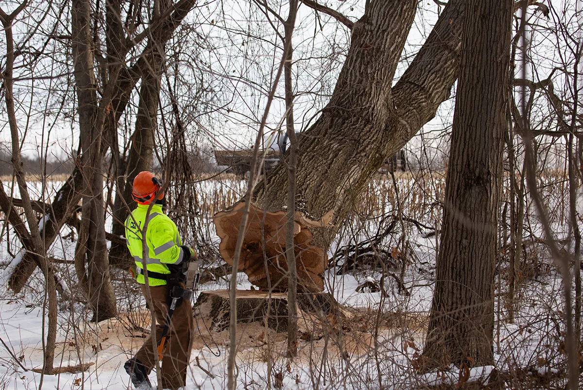 tree_fall_knotty.jpg