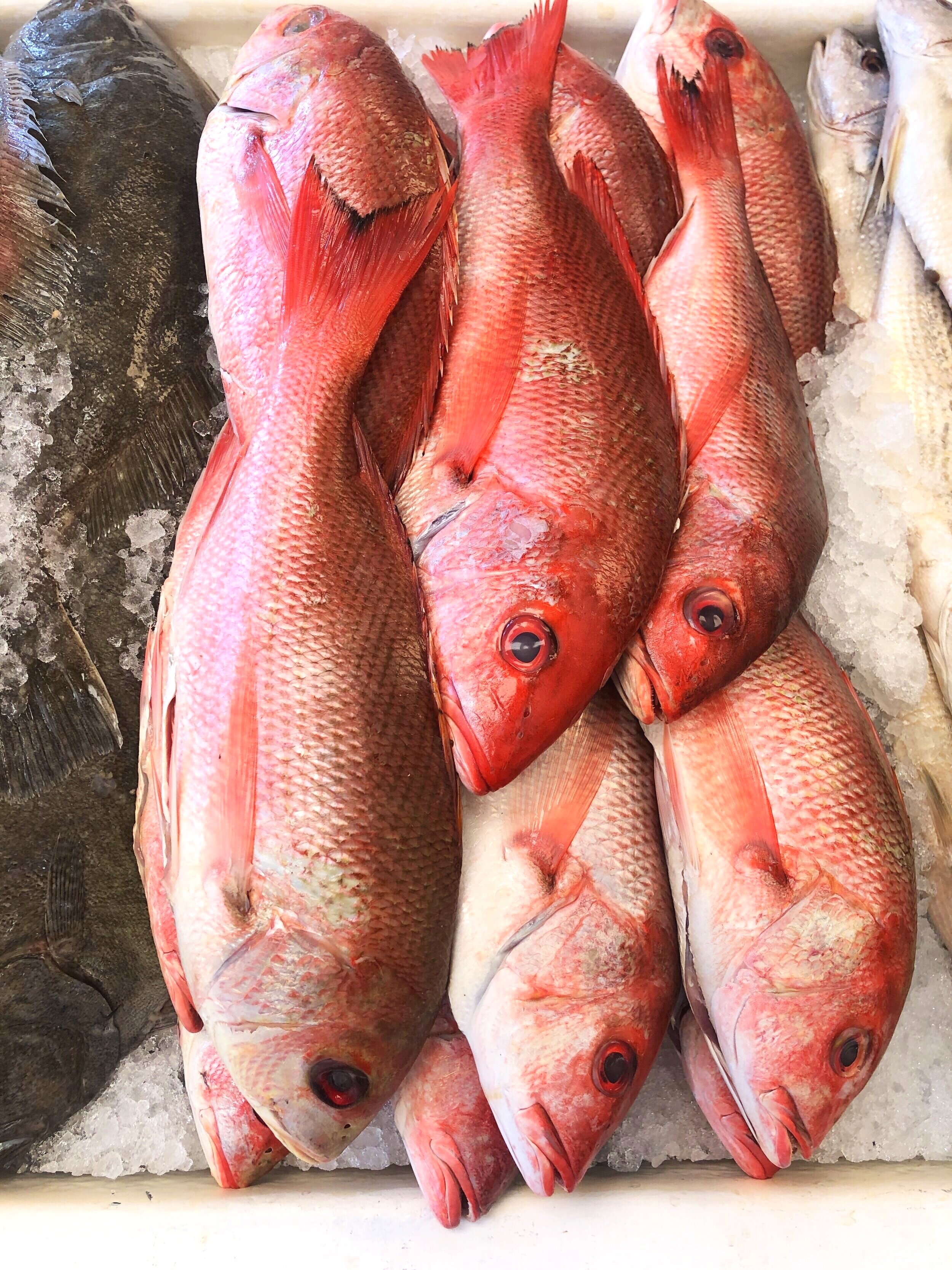 28-inch Red Snapper - Fish Mounts