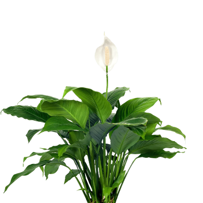Spathiphyllum.png
