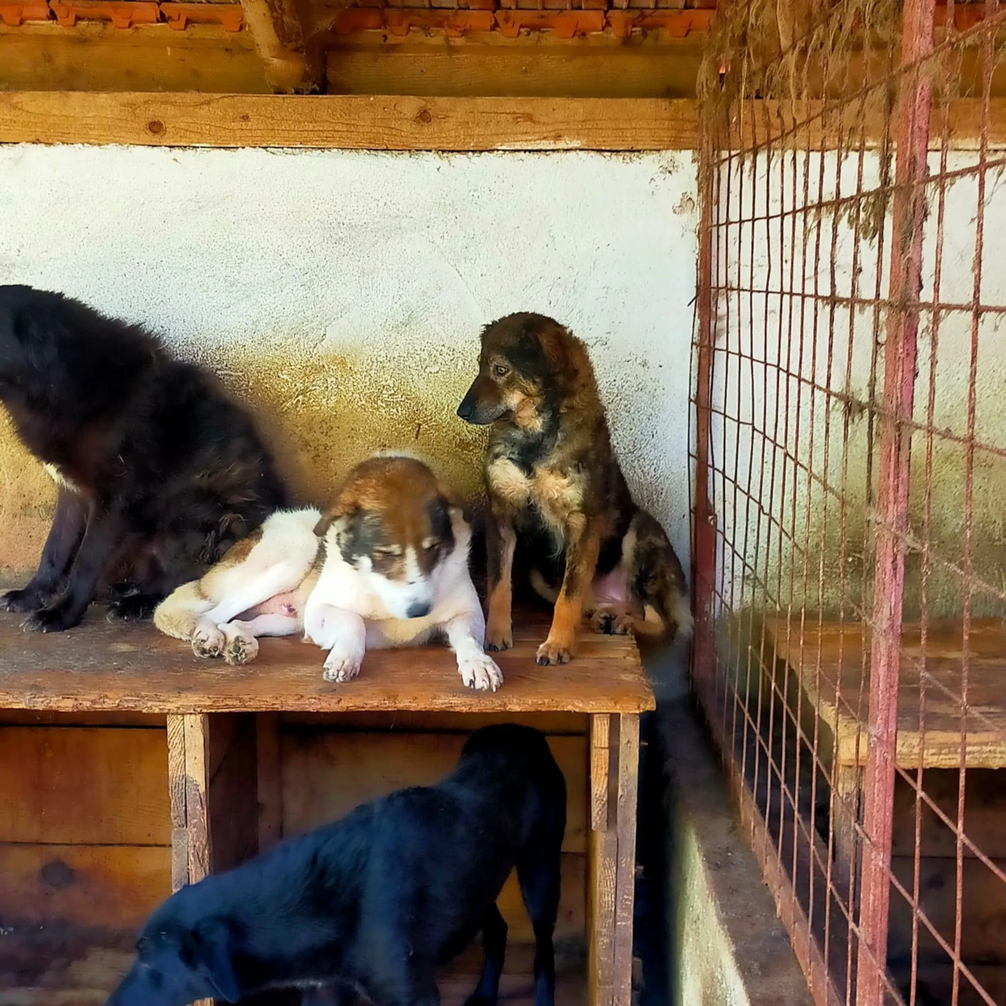 Lacey in the public shelter in Romania