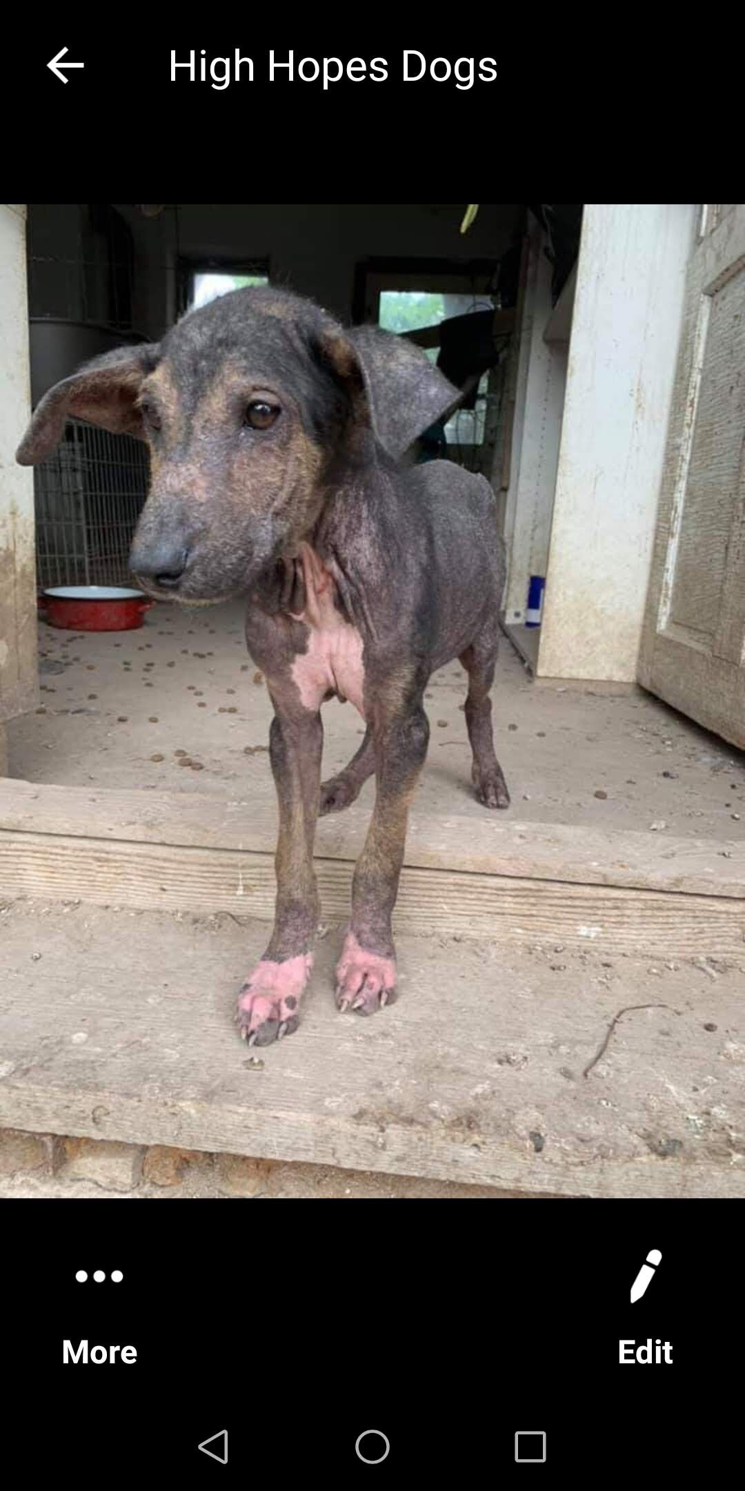 Support Us — High Hopes Dog Rescue