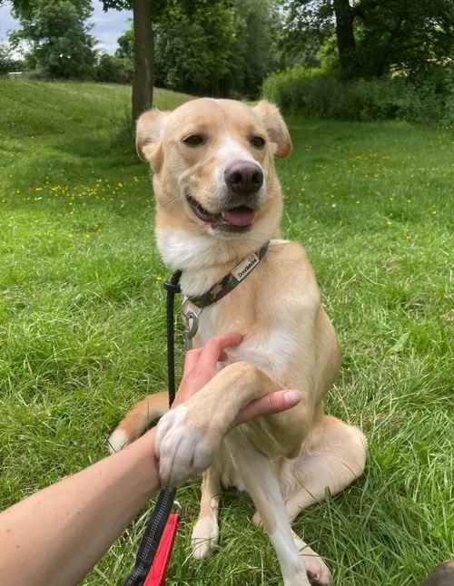 Ava, a 6 years old female Unknown available for adoption from High Hopes Dog Rescue in West Midlands