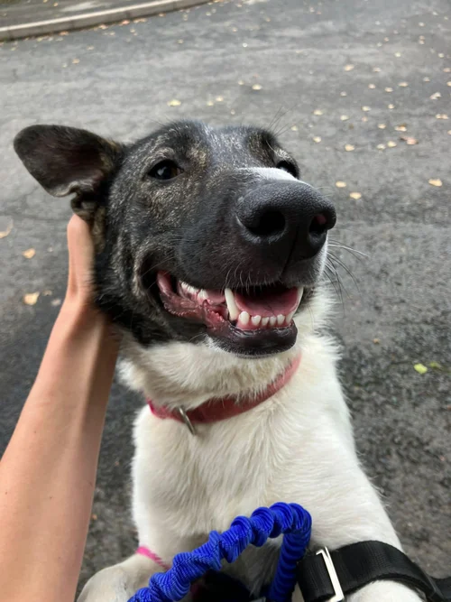 Daisy, a 2 years old female Unknown available for adoption from High Hopes Dog Rescue in West Midlands