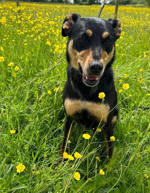 Maddy, a 5 years old female Unknown available for adoption from High Hopes Dog Rescue in West Midlands