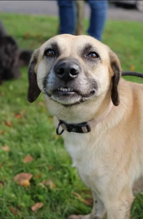 Penny, a 4 years old female Unknown available for adoption from High Hopes Dog Rescue in Kidderminster, West Midlands