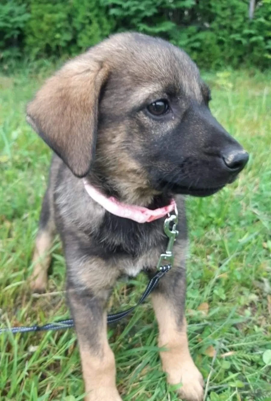 Baby Luna, in Bosnia before coming to us