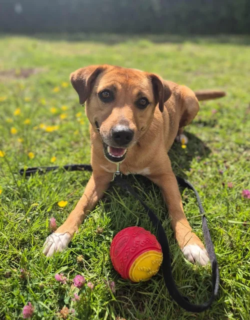 Duffy, a 6 years old female Unknown available for adoption from High Hopes Dog Rescue in West Midlands