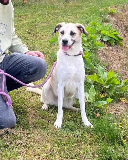 Aliza, a 5 years old female Unknown available for adoption from High Hopes Dog Rescue in West Midlands