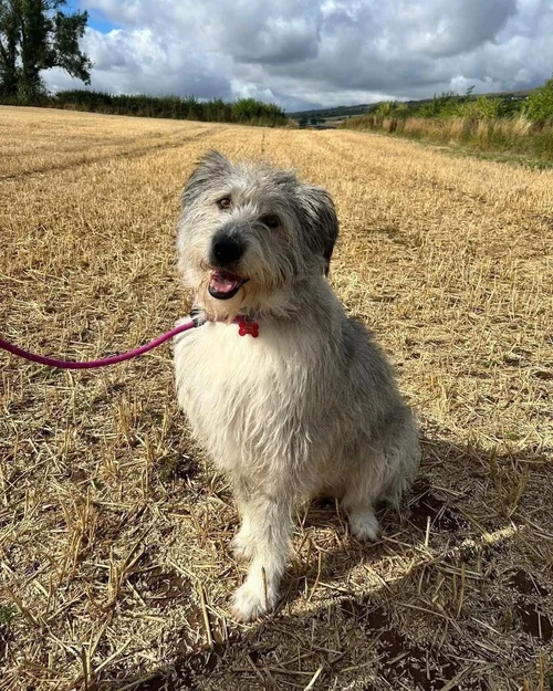 Amira, a 4 years old female Crossbreed available for adoption from High Hopes Dog Rescue in West Midlands
