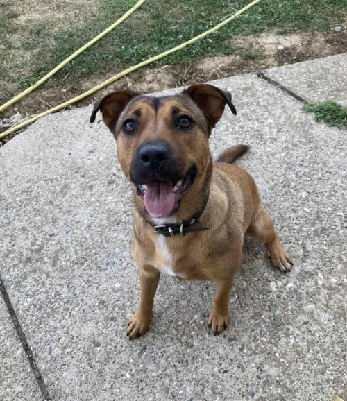Amy, a 2 years old female Unknown available for adoption from High Hopes Dog Rescue in West Midlands