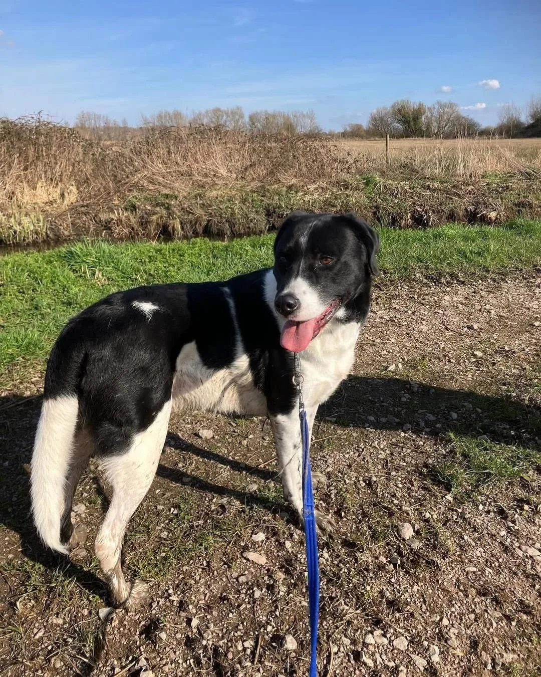 CALEB - 4 YEARS OLD - MALE