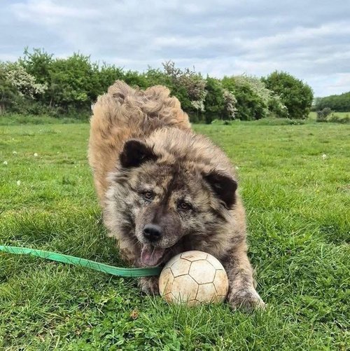 Luna Chow, a 2 years old female Chow Chow available for adoption from High Hopes Dog Rescue in West Midlands