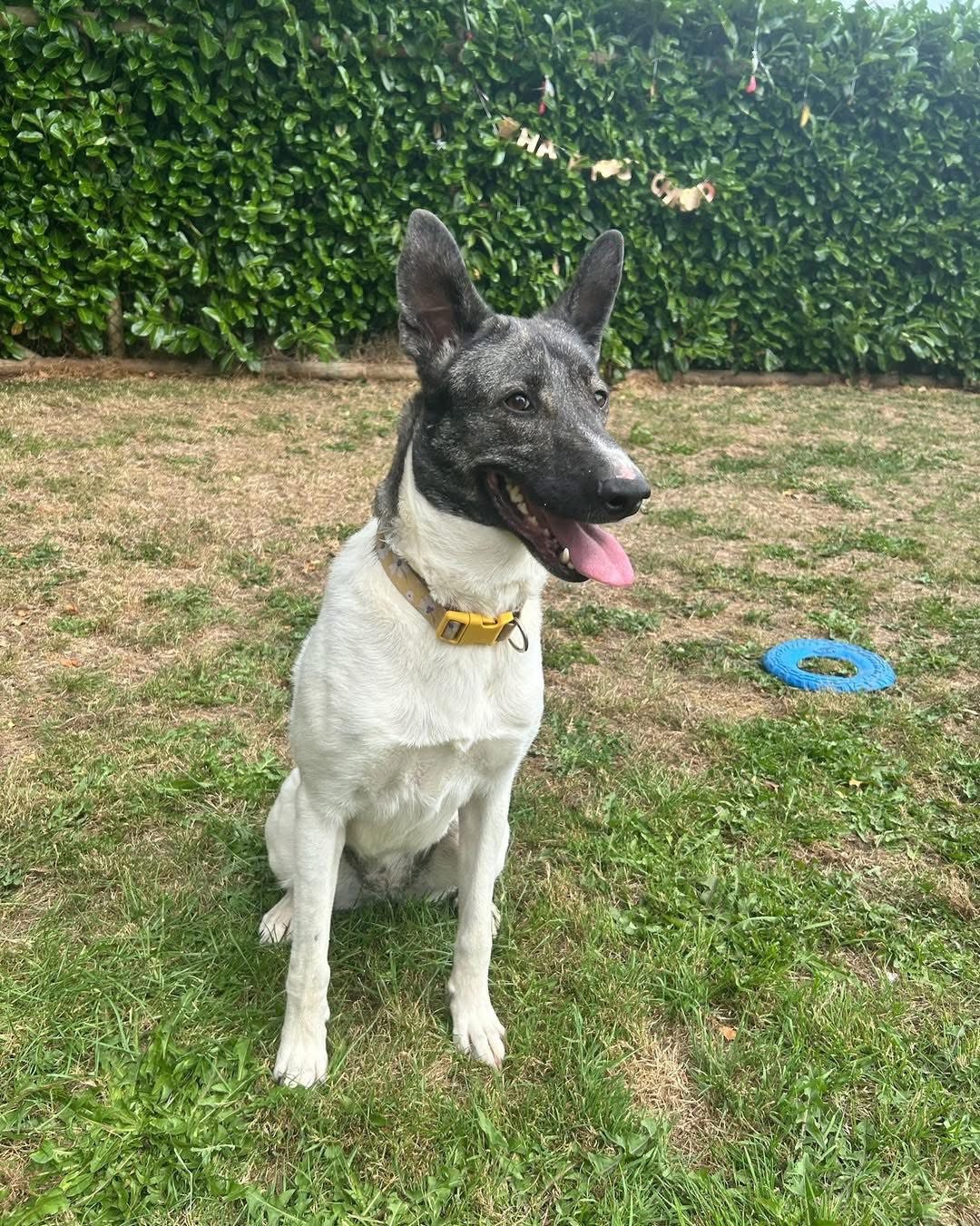 DAISY - 3 YEARS OLD - FEMALE