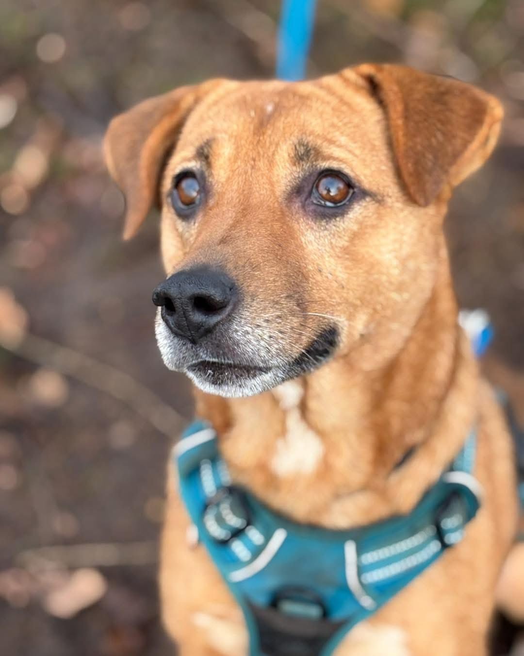 DUFFY - 6 YEARS OLD - FEMALE