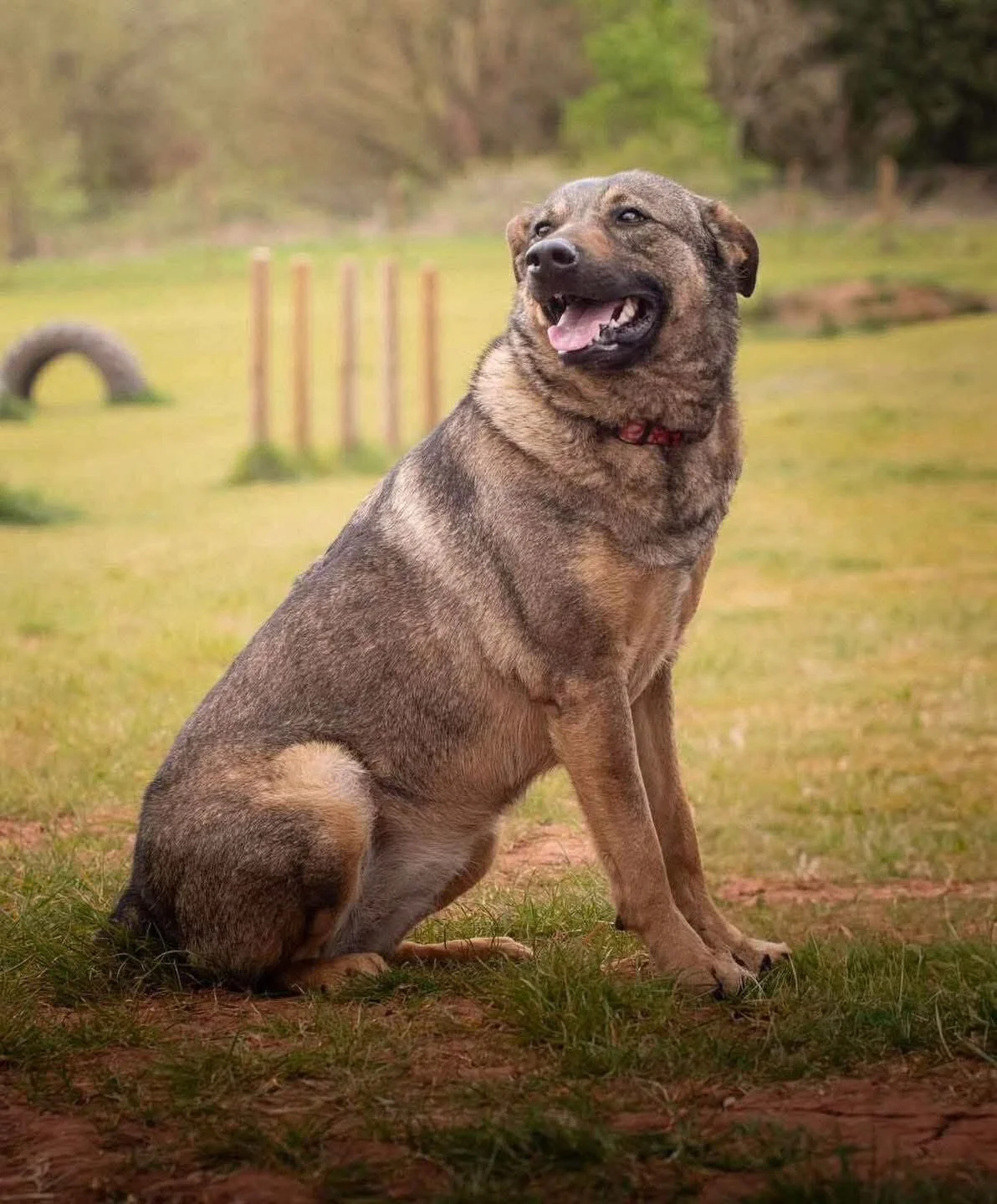 LUNA - 3.5 YEARS OLD - FEMALE