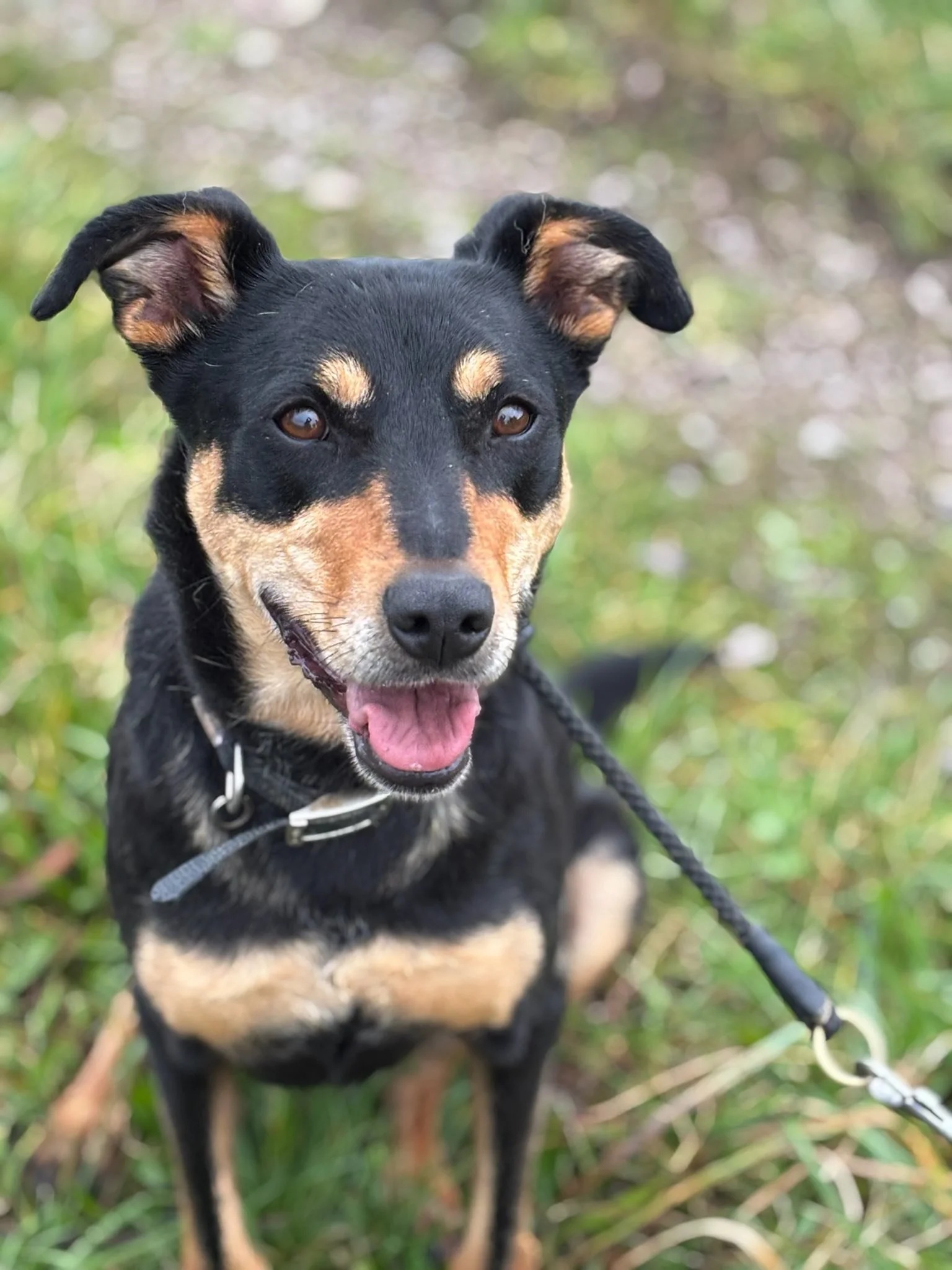 MADDY - 4-5 YEARS OLD - FEMALE