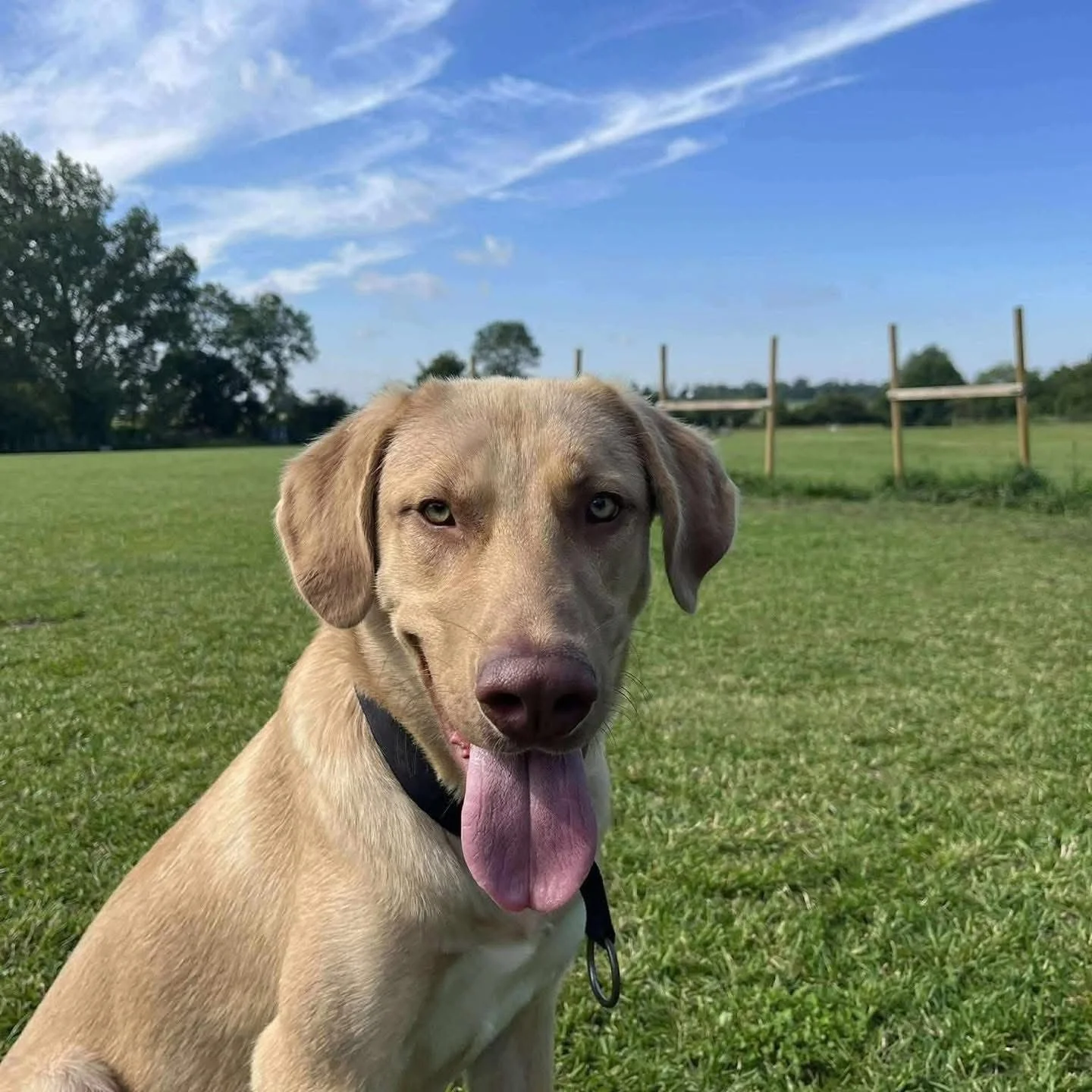 MONTY - 2 YEARS OLD - MALE