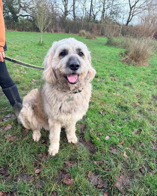 Oscar, a 2 years old male Caucasian Shepherd available for adoption from High Hopes Dog Rescue in West Midlands
