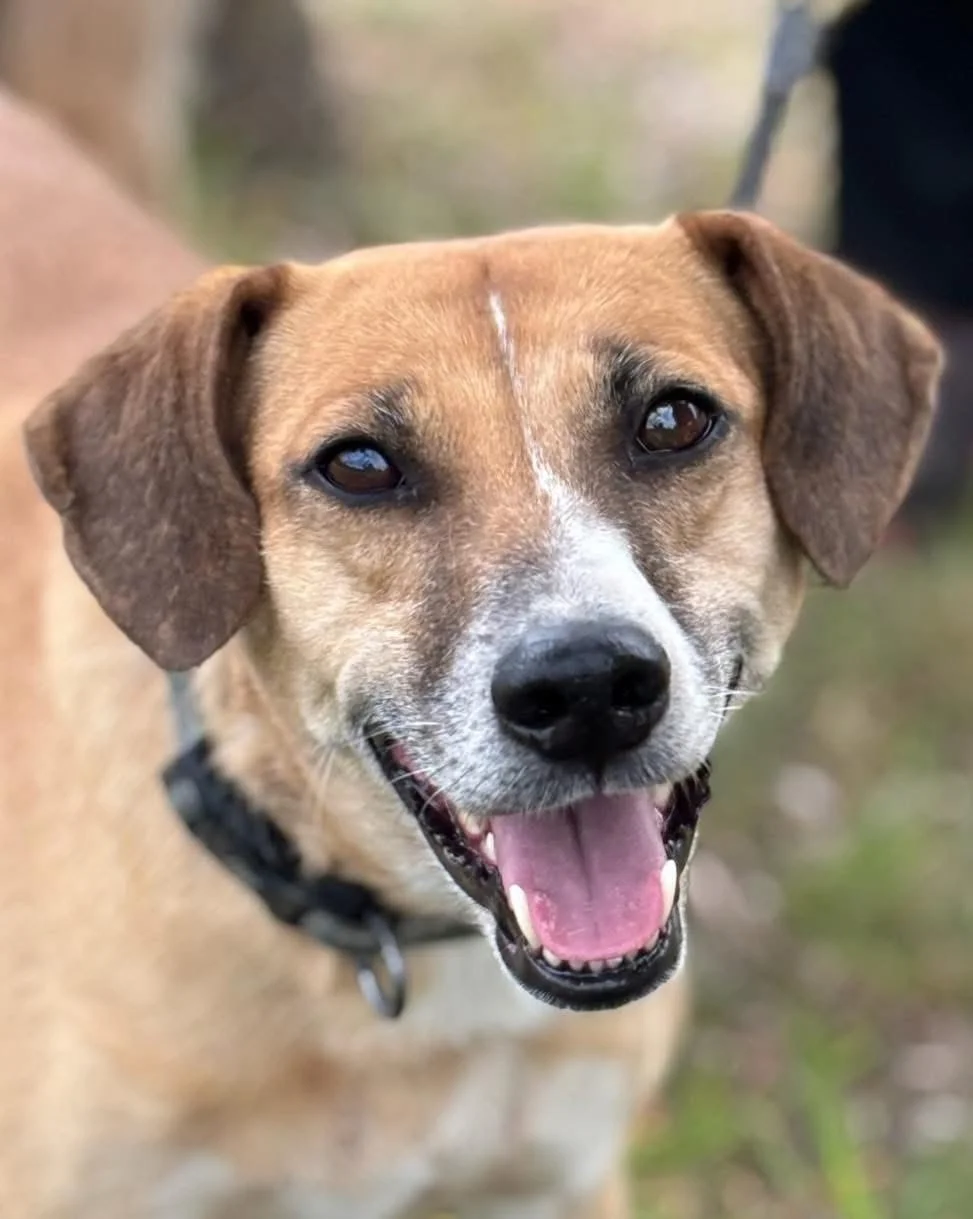 SHANDY - 7 YEARS OLD - FEMALE