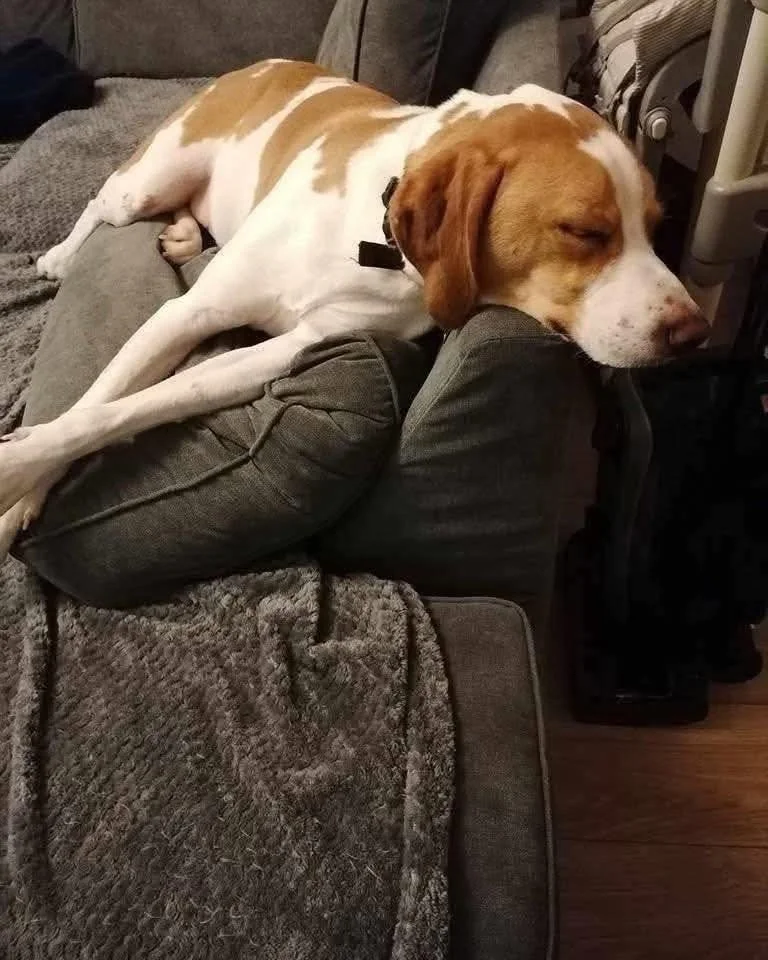 TOBY - 5-6 YEARS - MALE