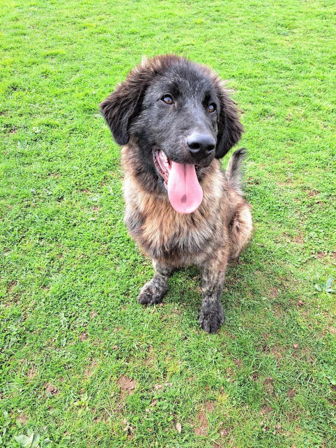 Gus at 5-6 months old before he initially went home