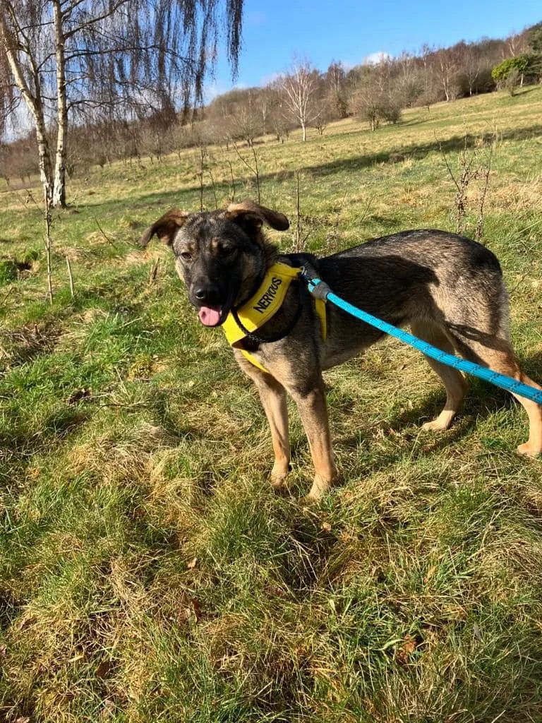 Luna not long after she was returned at 9 months old