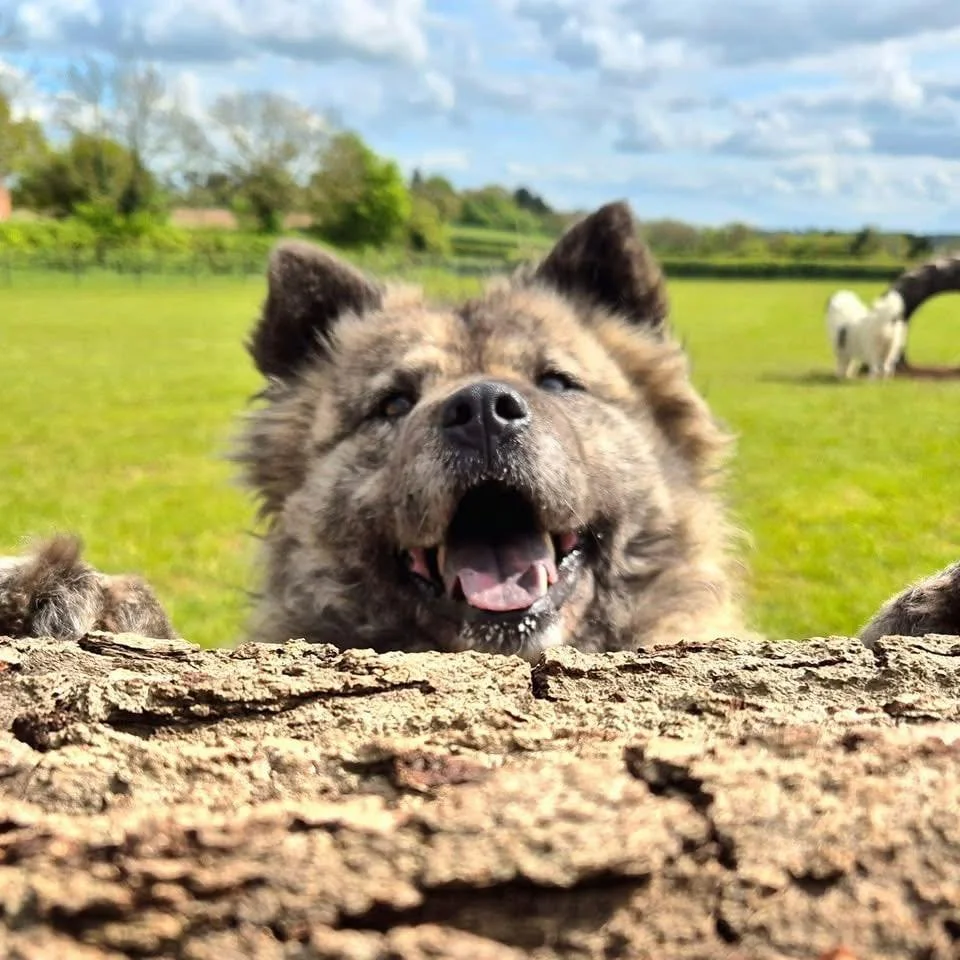 chow18.jpg