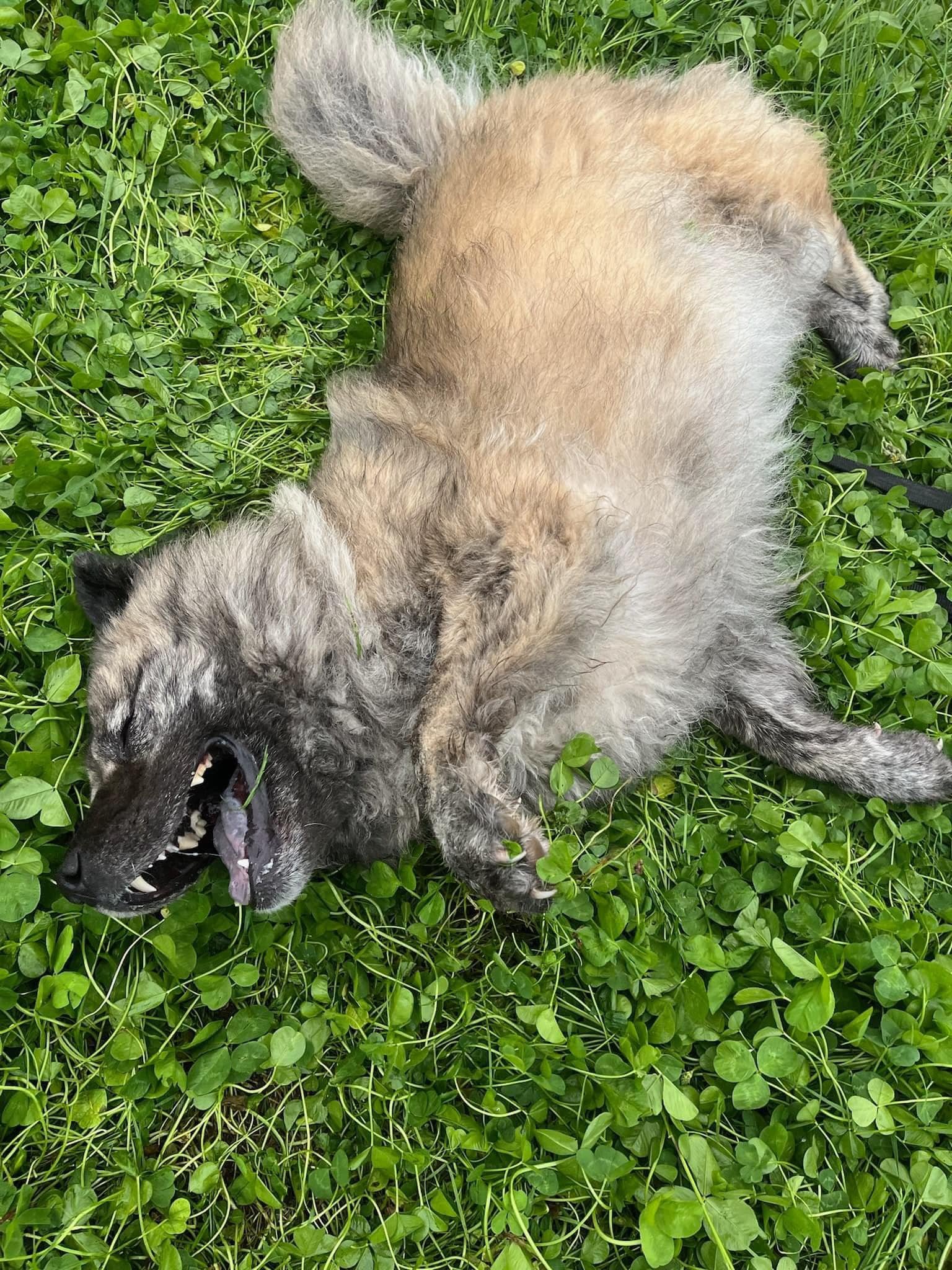 luna-chow-5.jpg