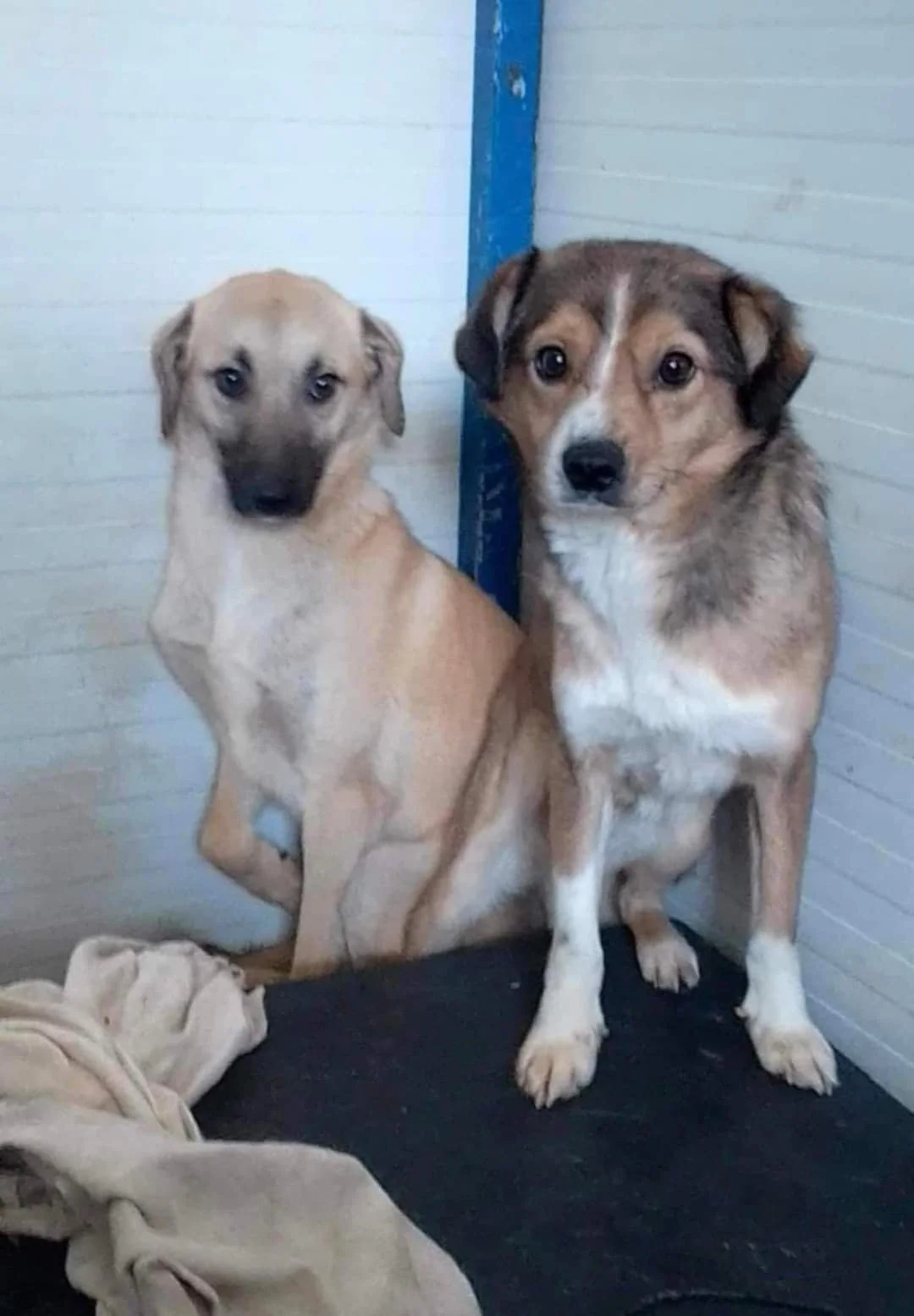 Penny and Toby in the public shelter in Romania