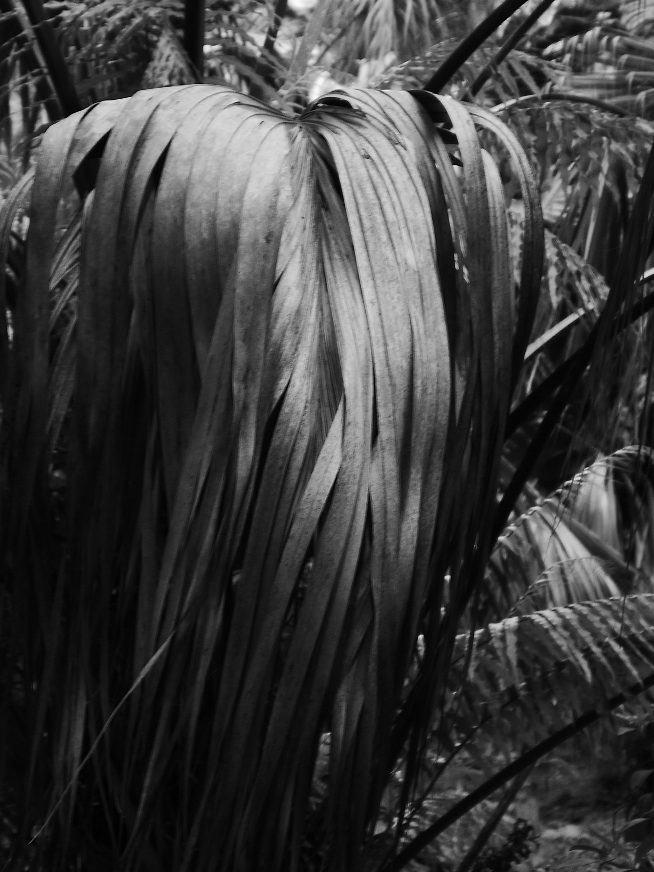 04_sacred palm.jpg