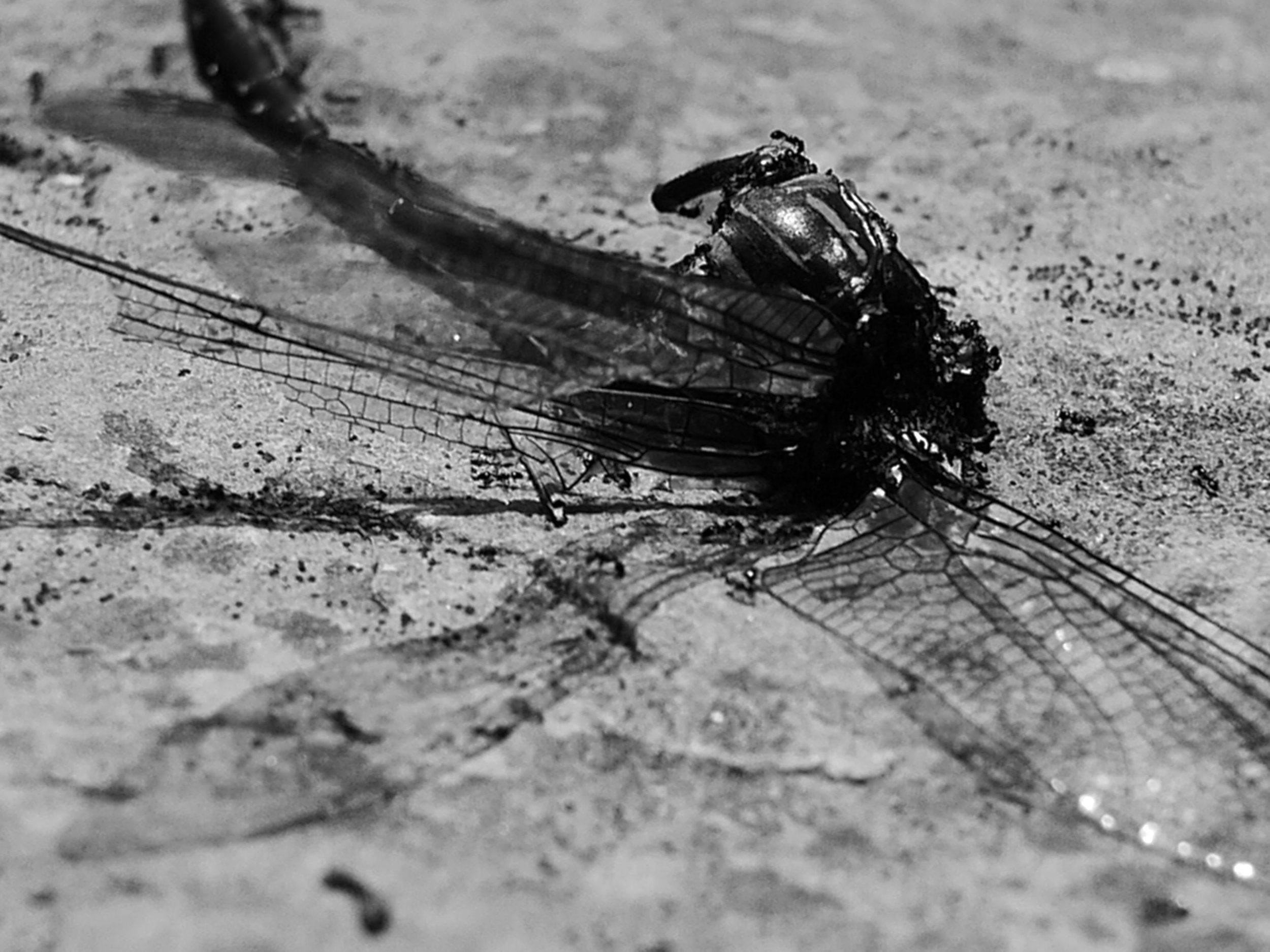 death of the dragonfly.stoxosi21.jpg