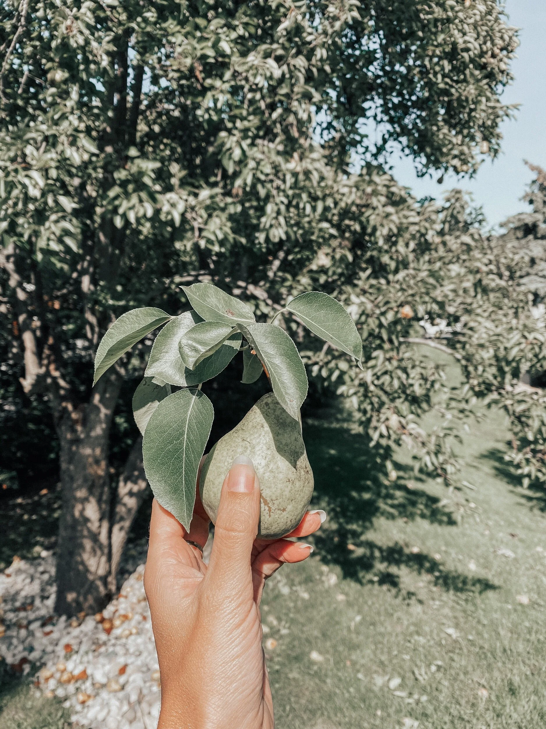 A Pear A Day Keeps The Wrinkles Away!