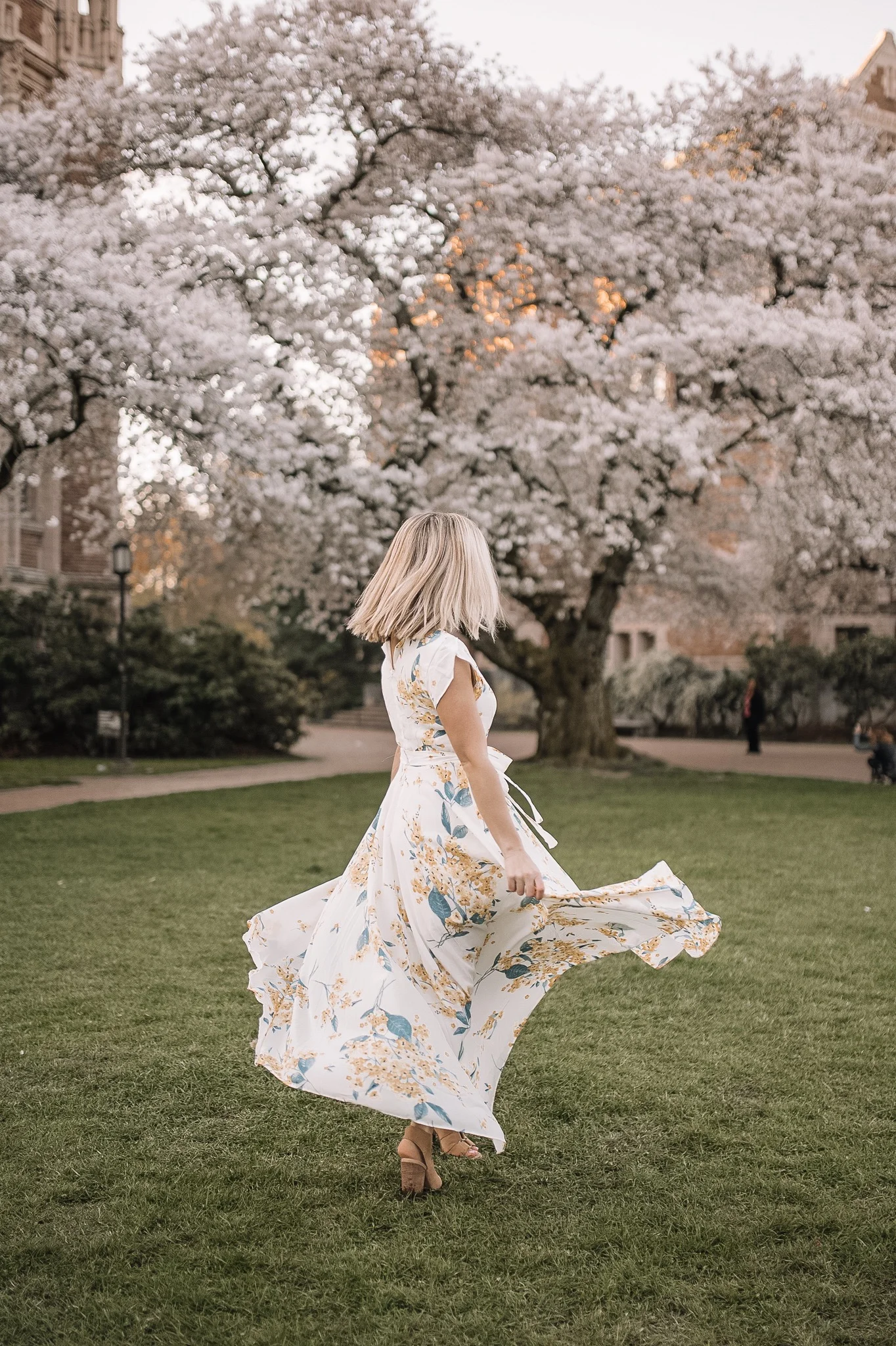 cherry blossoms at the university of washington