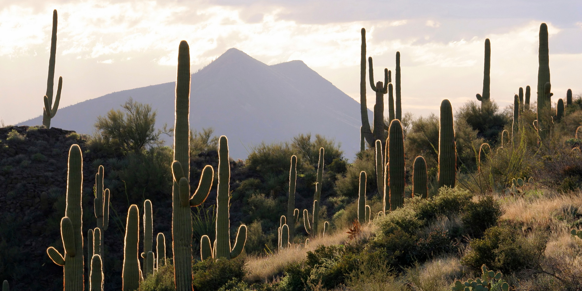 sonoran-desert-image-1.jpg