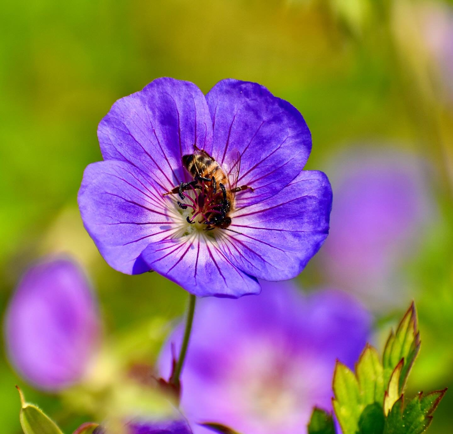 Bees have been celebrated in various cultures throughout history. They symbolize hard work, cooperation, and community in many societies.

supporting bee populations is crucial for sustainable agriculture and food security. Practices like organic far
