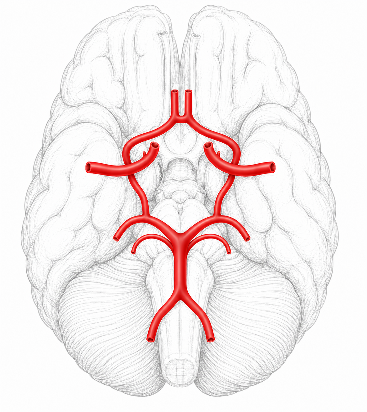Transcranial arteries image