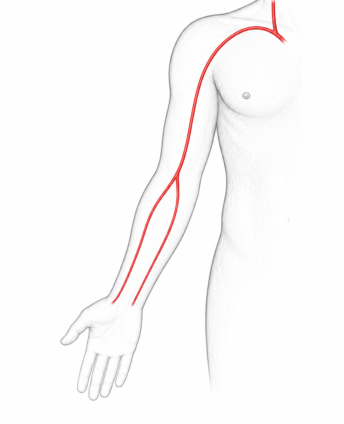 Upper limb arteries image