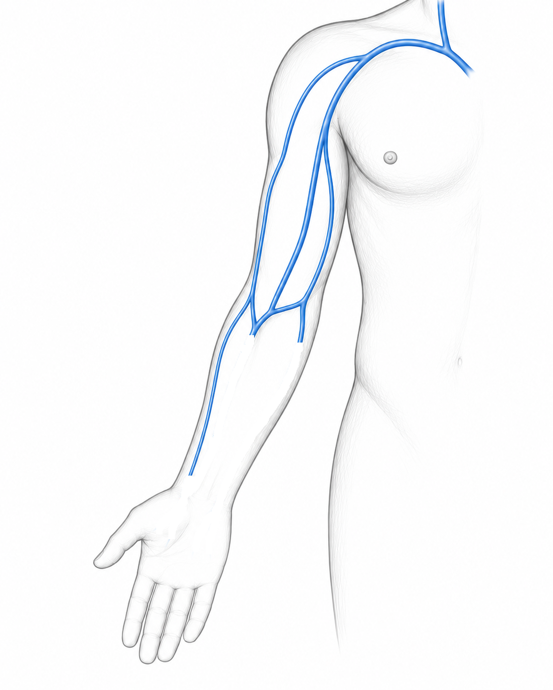 Upper limb veins image