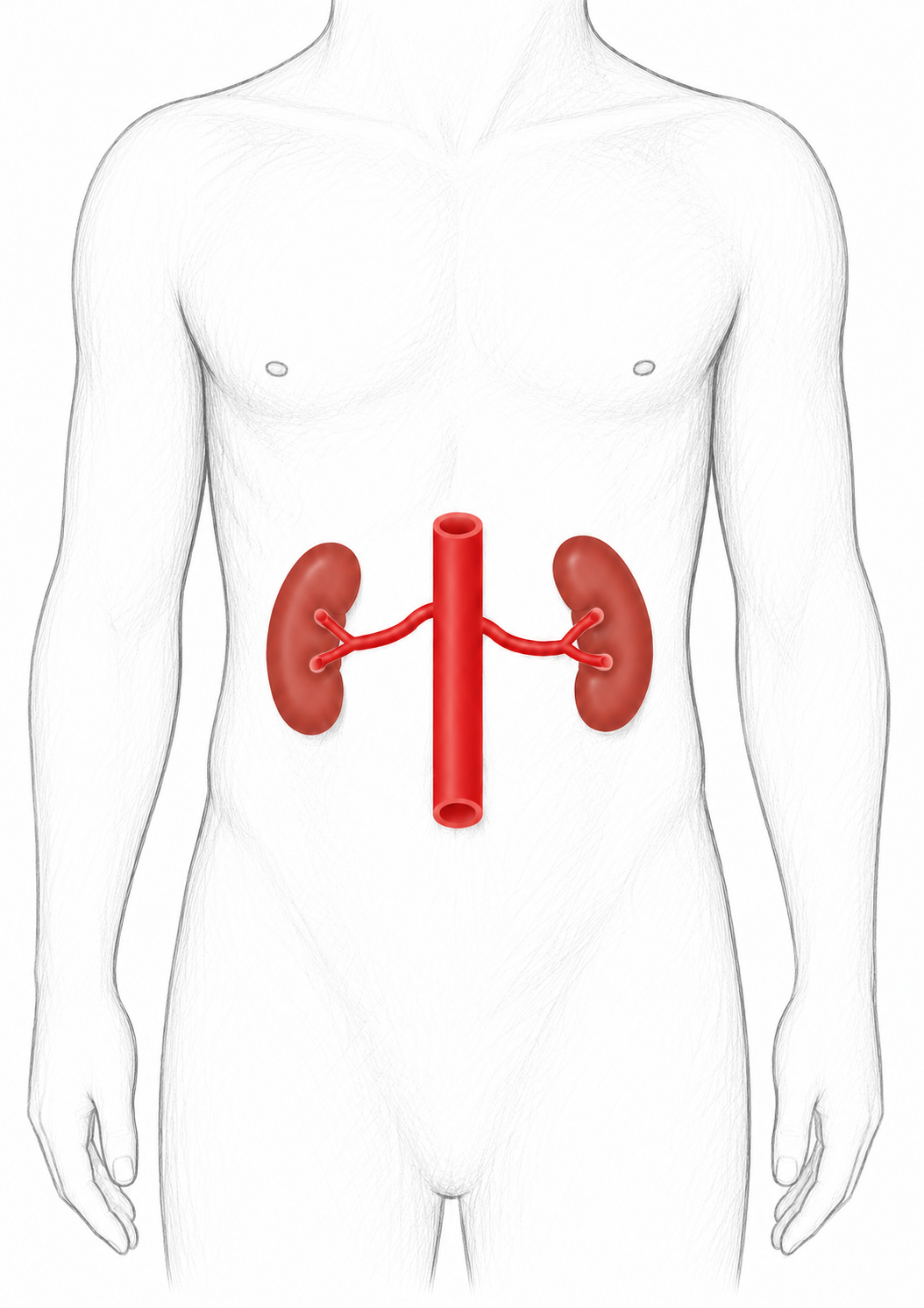 Renal arteries image