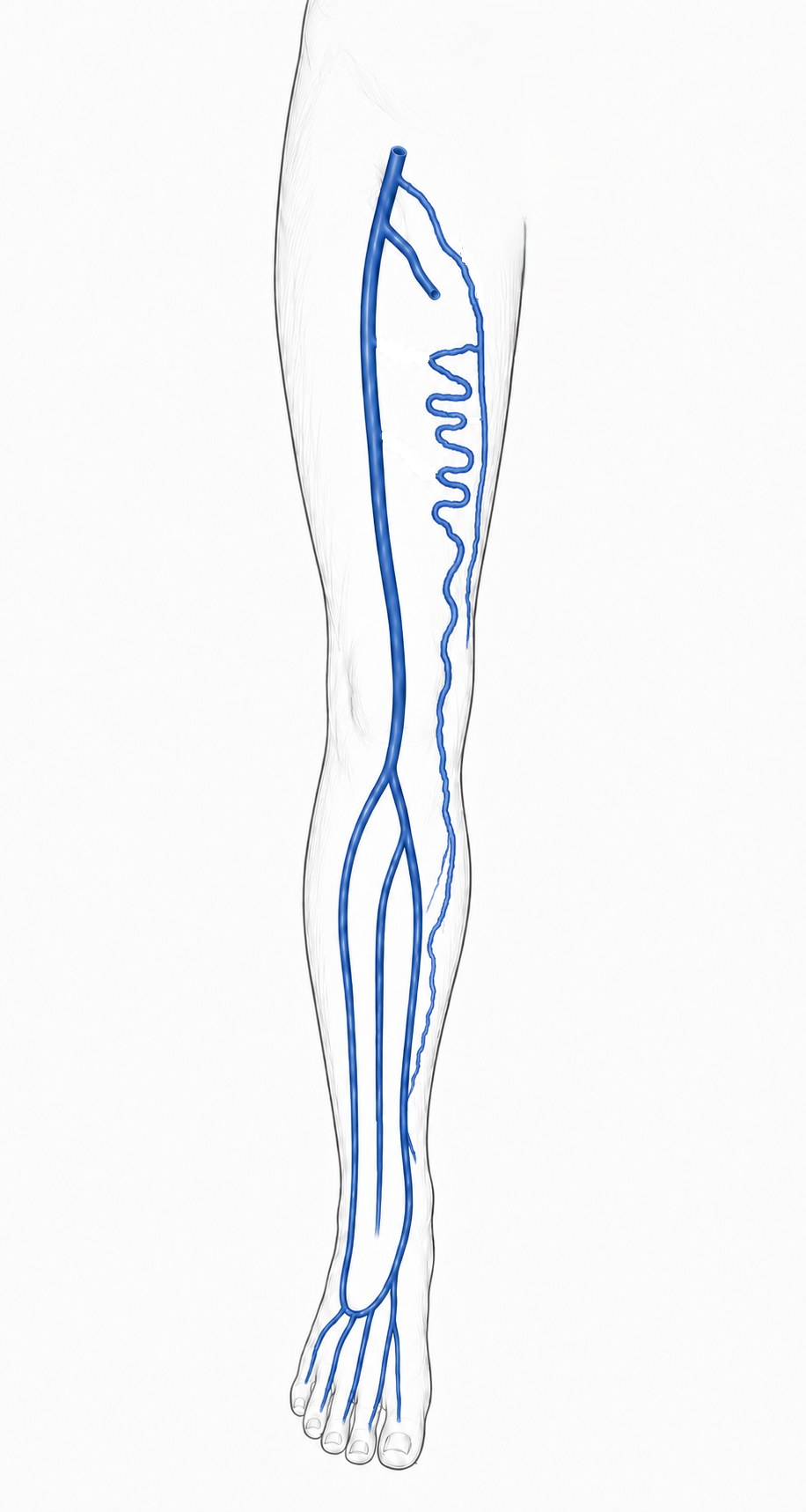Venous incompetence study image