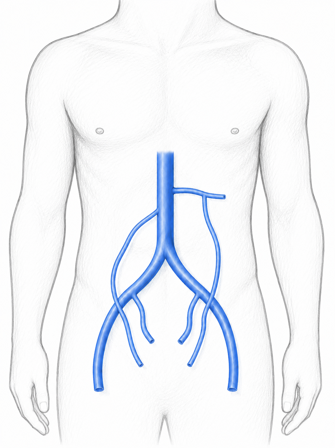 Abdominal veins image