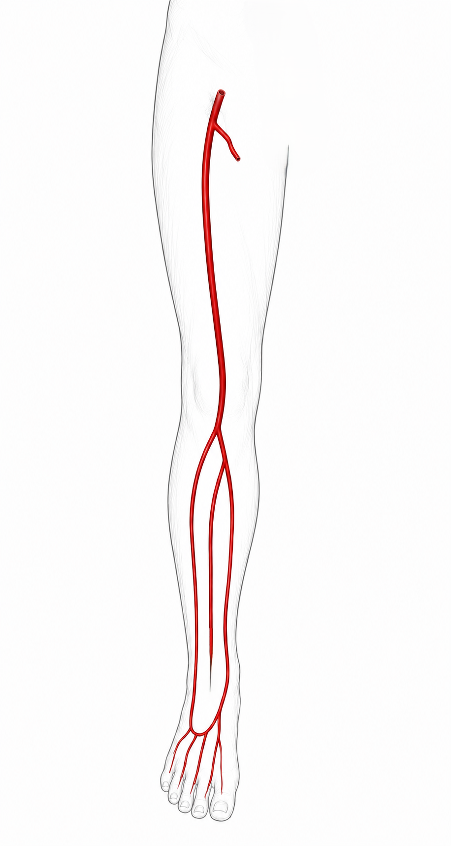 Lower limb arteries image