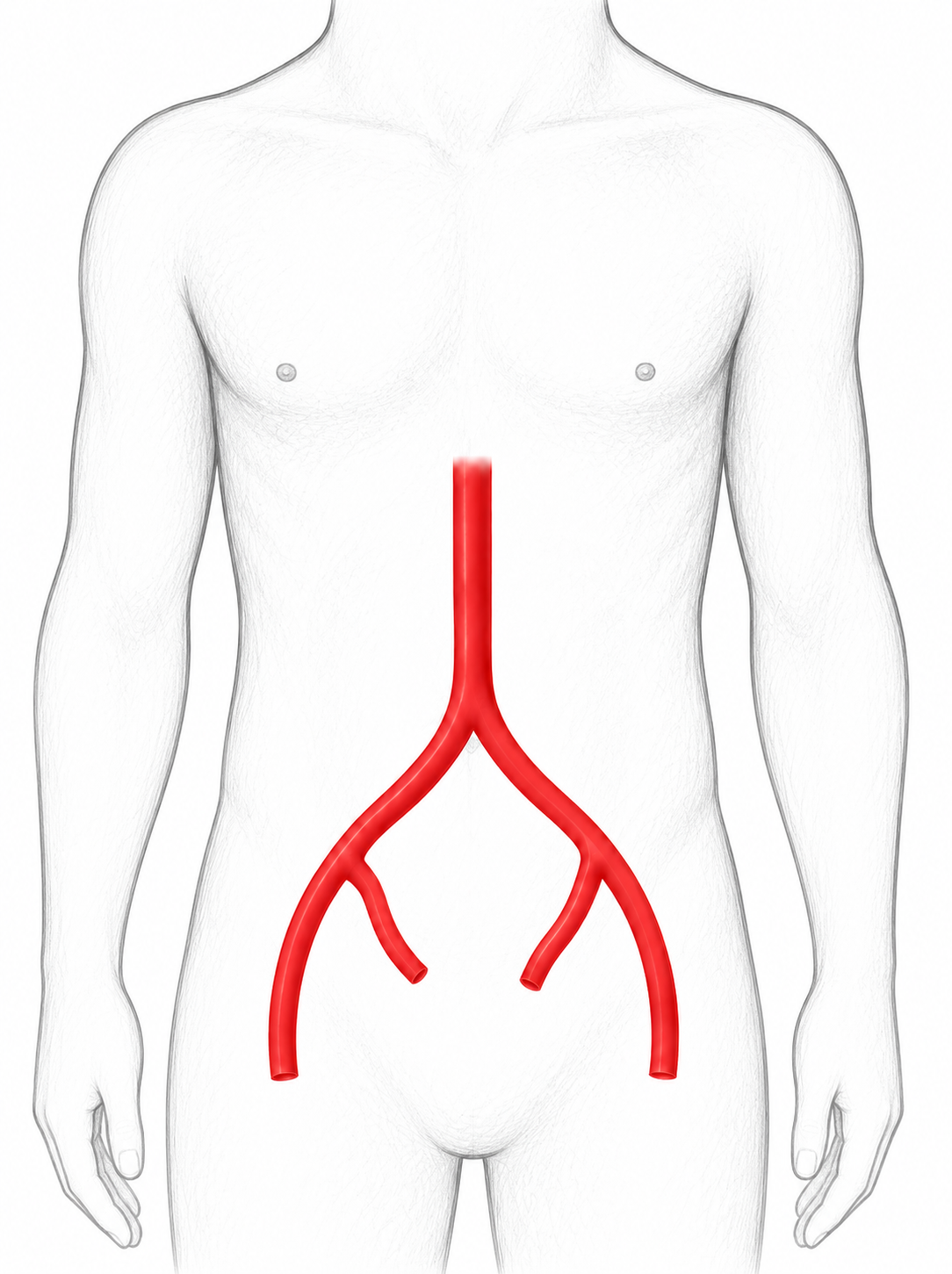 Aorto-iliac arteries image