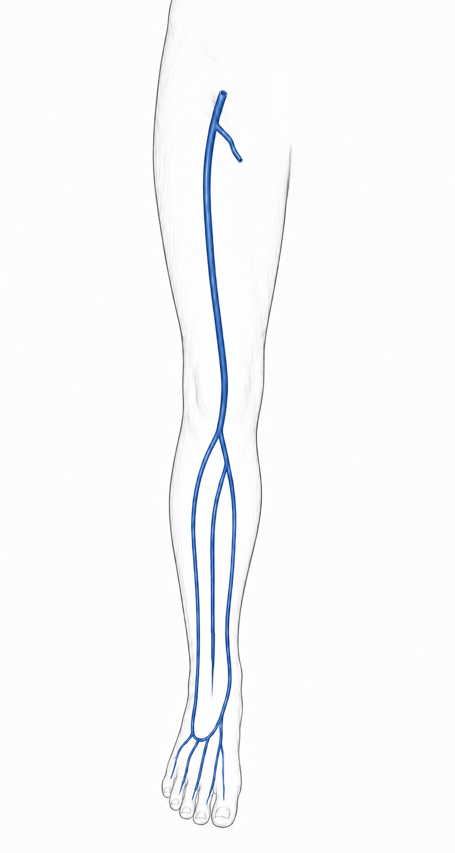 Lower limb veins image