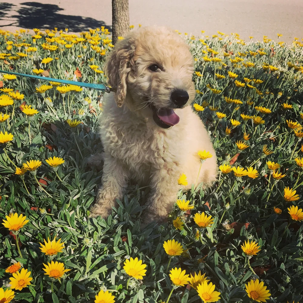 The Best Goldendoodle Breeders in California For A Loving Companion