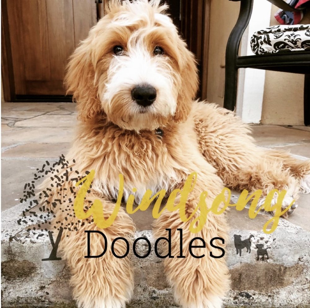 Puppy Kindergarten / Doodle Training Services